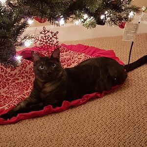 Fur Babies Go Live !!